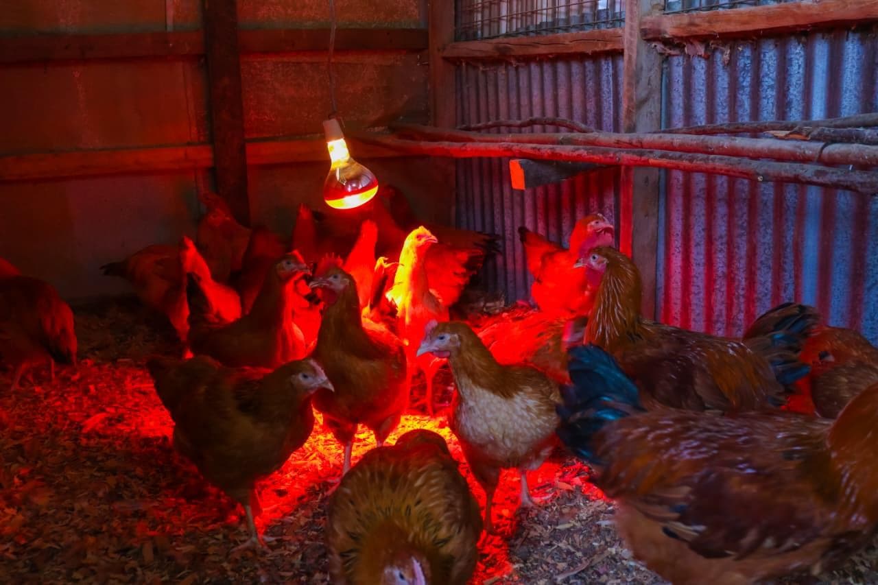 Poultry house using reliable electric heat lamps